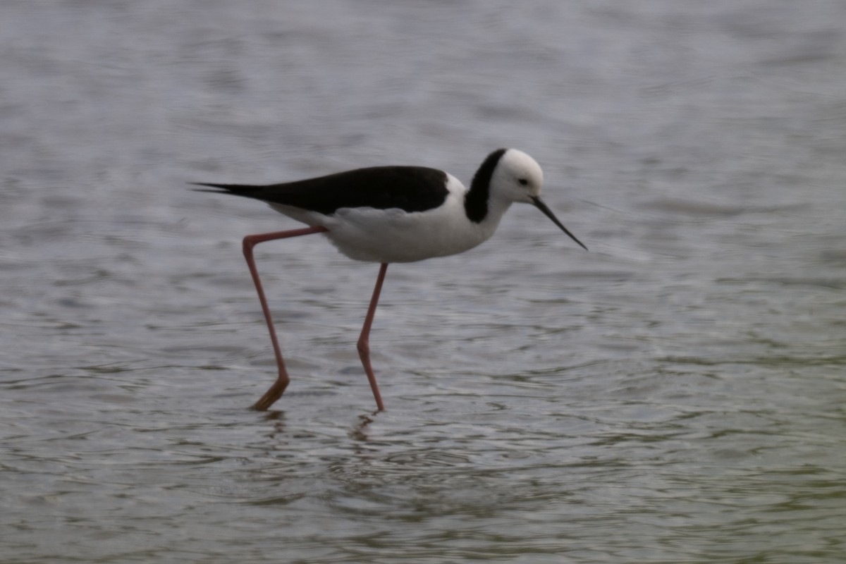 Pied Stilt - ML614421146