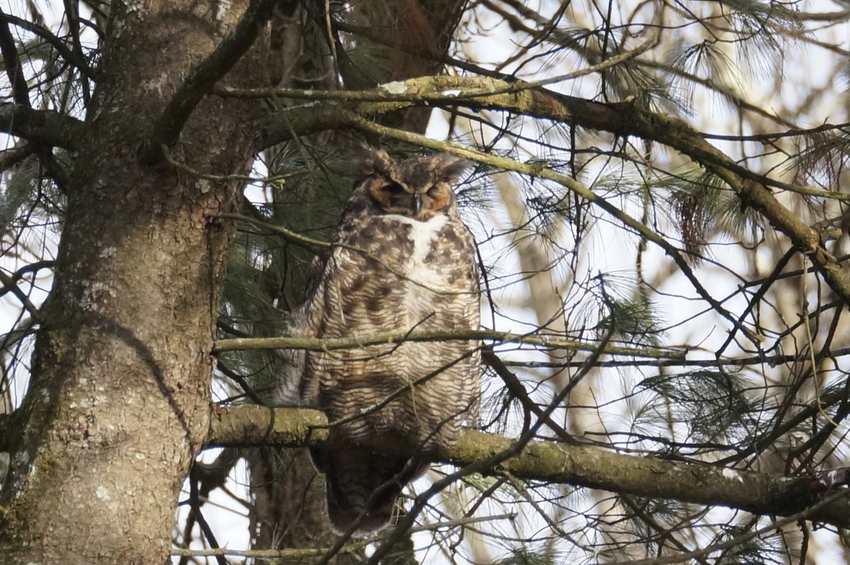 Great Horned Owl - ML614421193