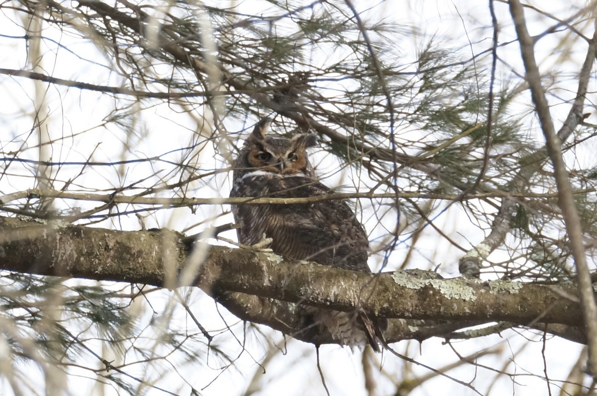 Great Horned Owl - ML614421194