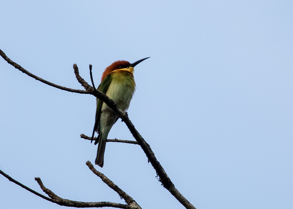 Chestnut-headed Bee-eater - ML614421219