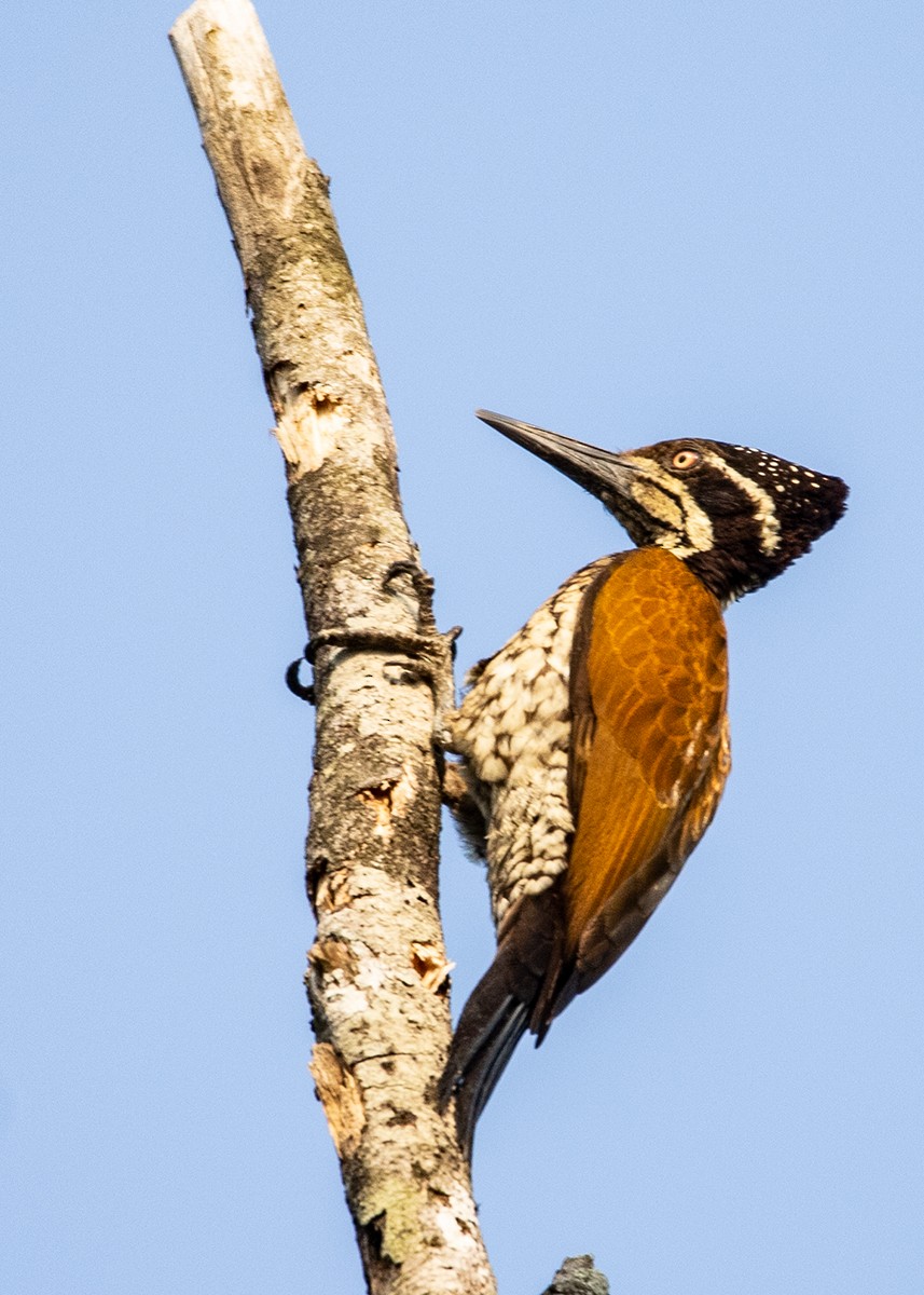 Malabar Flameback - ML614421248