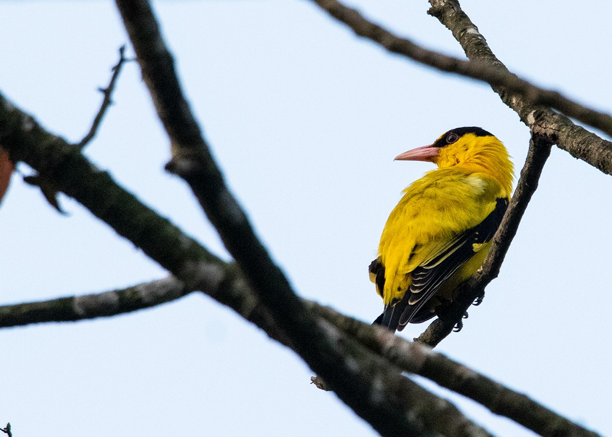 Black-naped Oriole - ML614421253