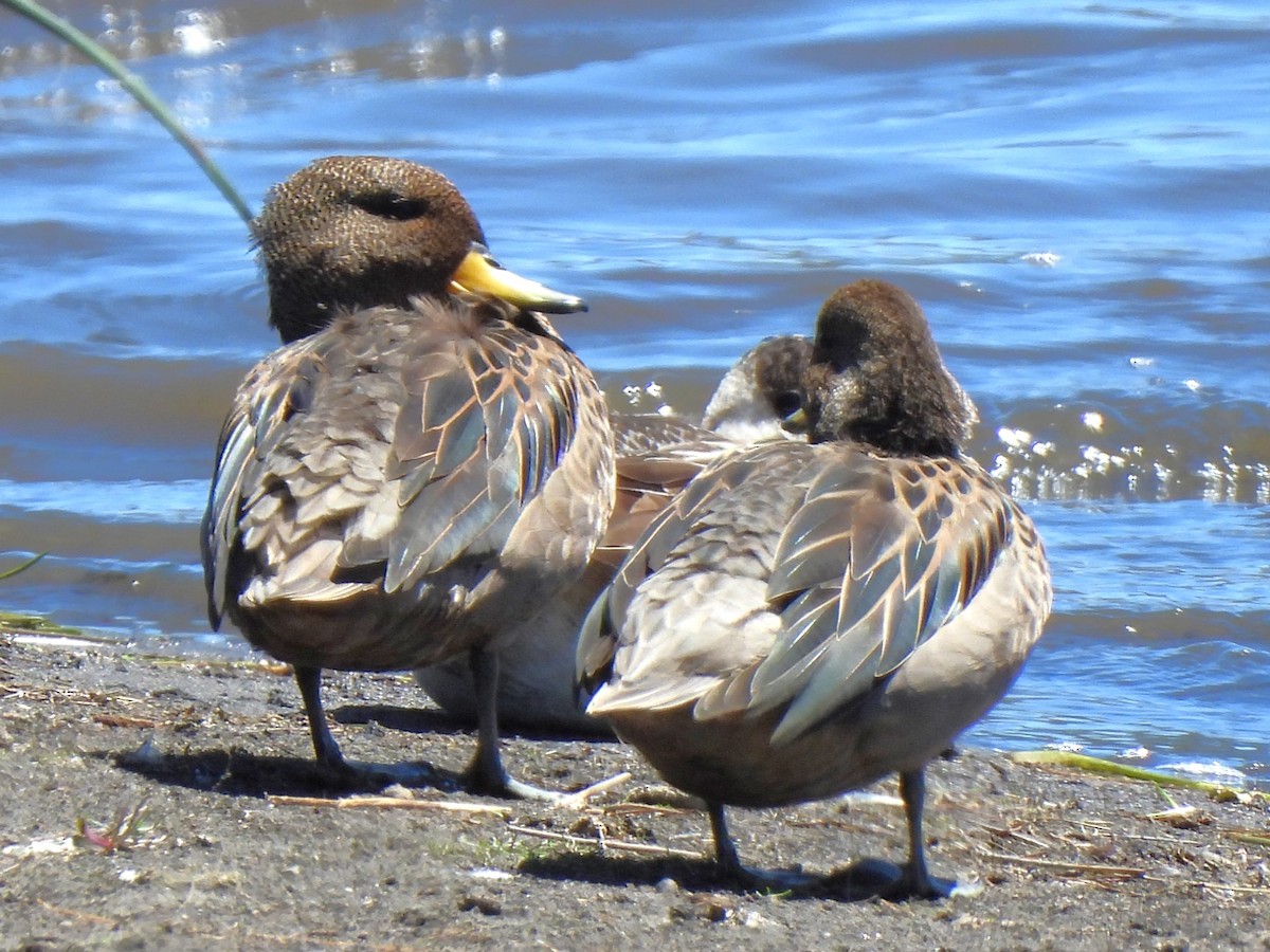 Yellow-billed Teal - ML614421263