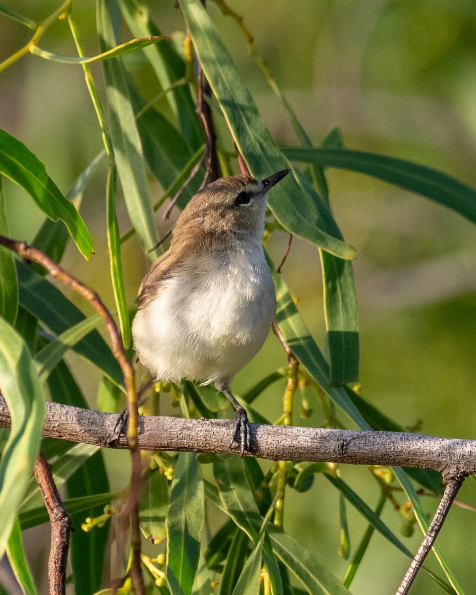 Mangrove Gerygone - ML614421272