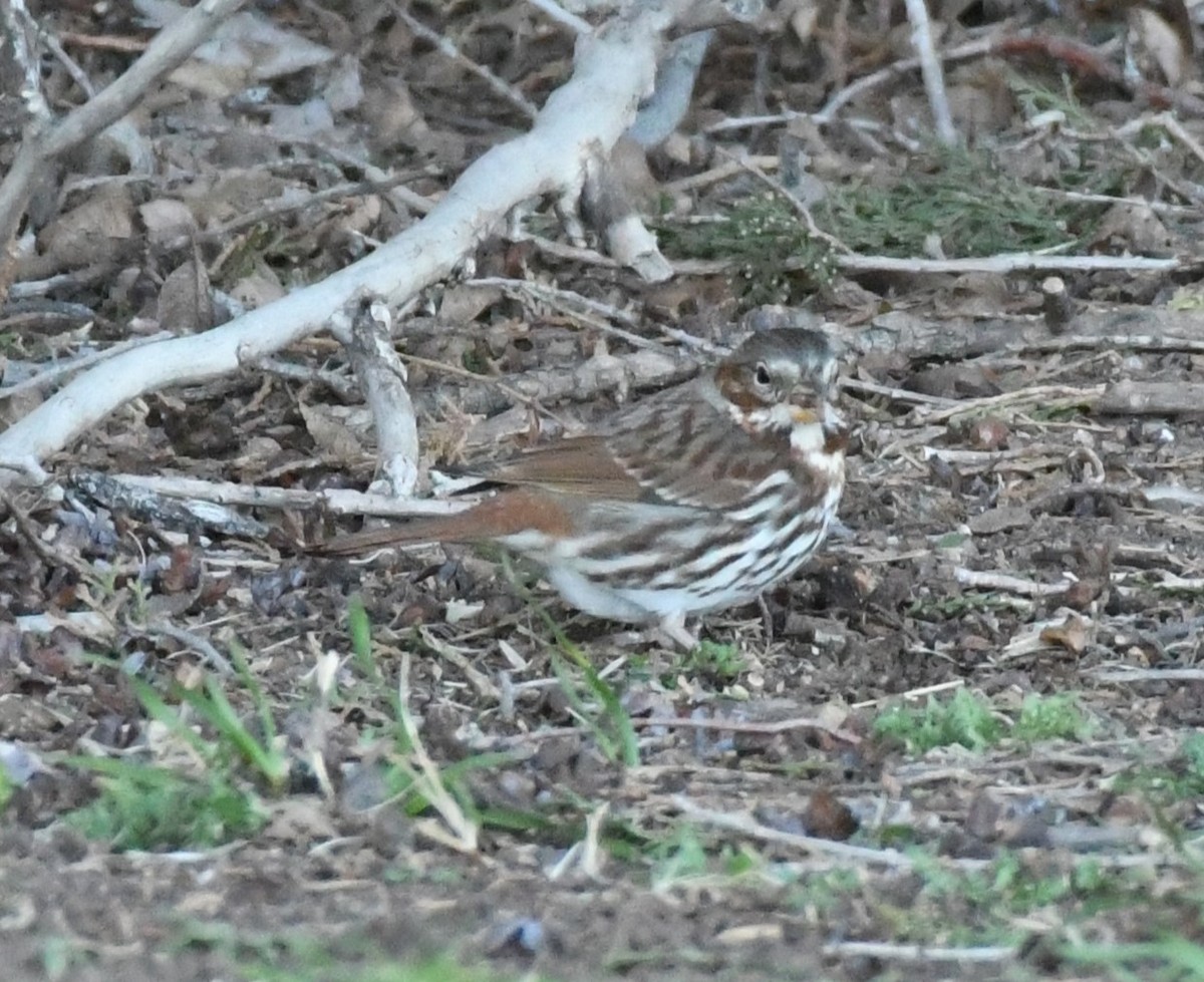 Fox Sparrow (Red) - ML614421281