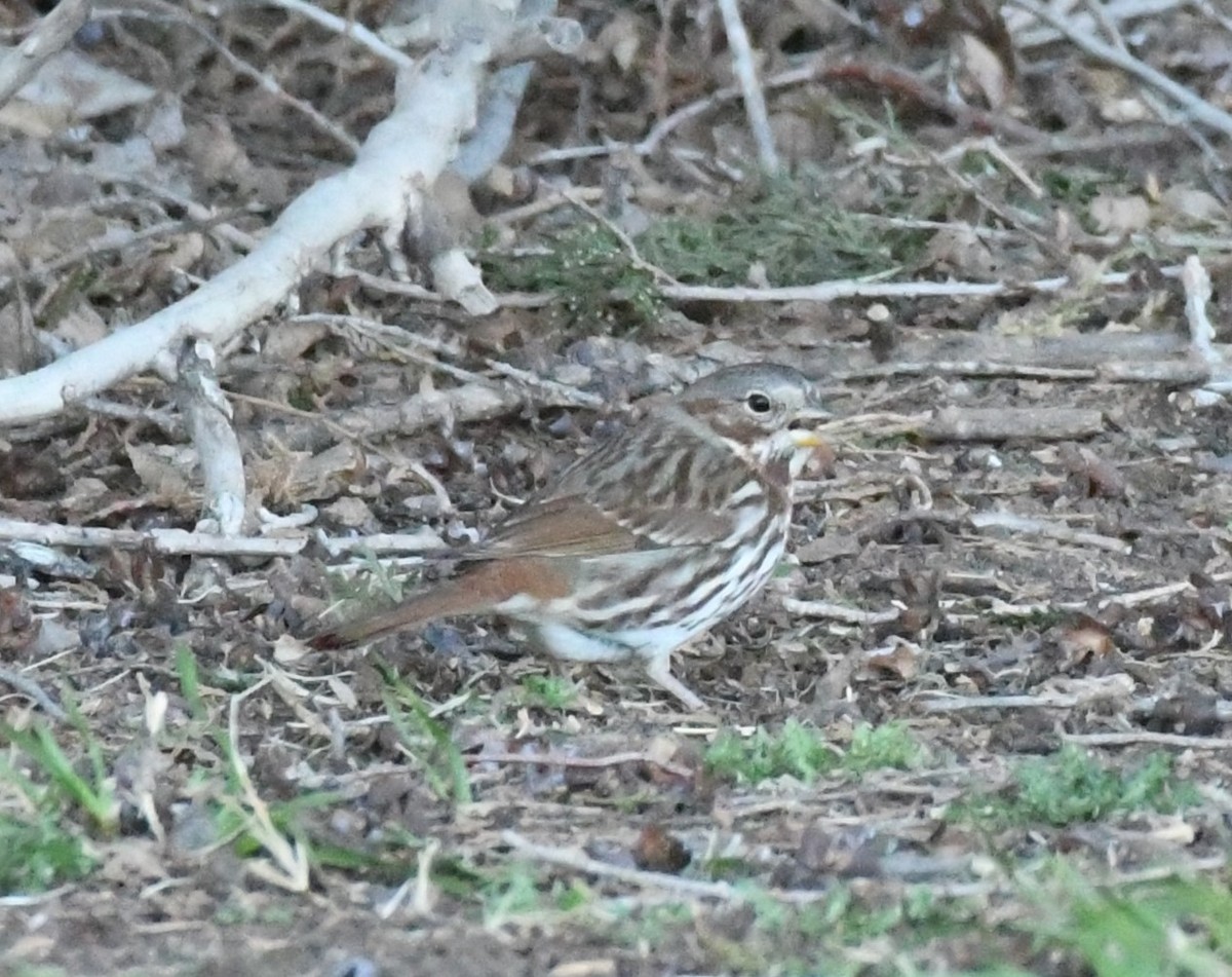 Fox Sparrow (Red) - ML614421282