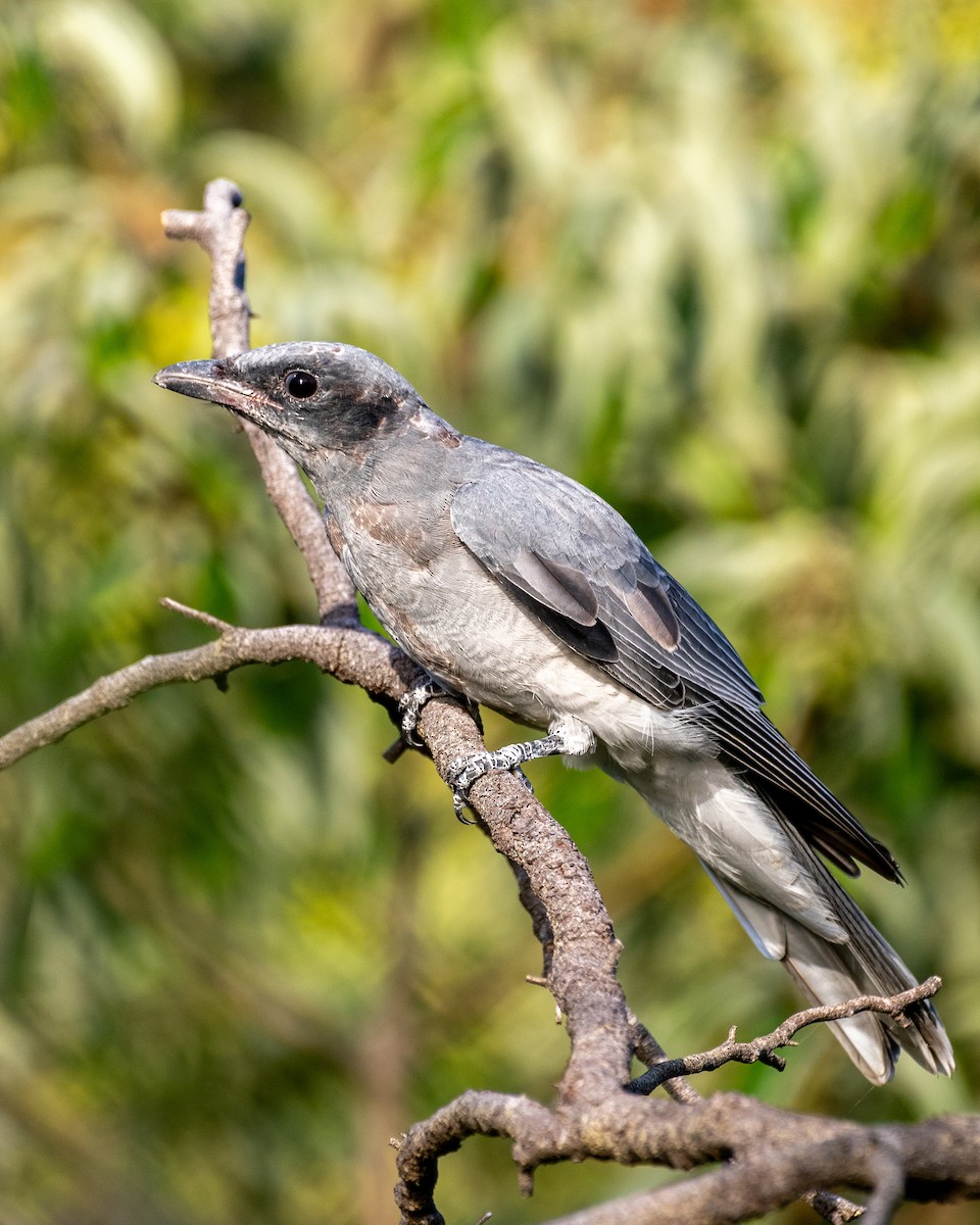 Black-faced Cuckooshrike - ML614421292