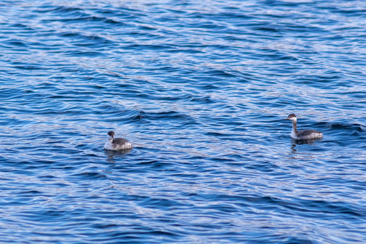 Horned Grebe - ML614421348