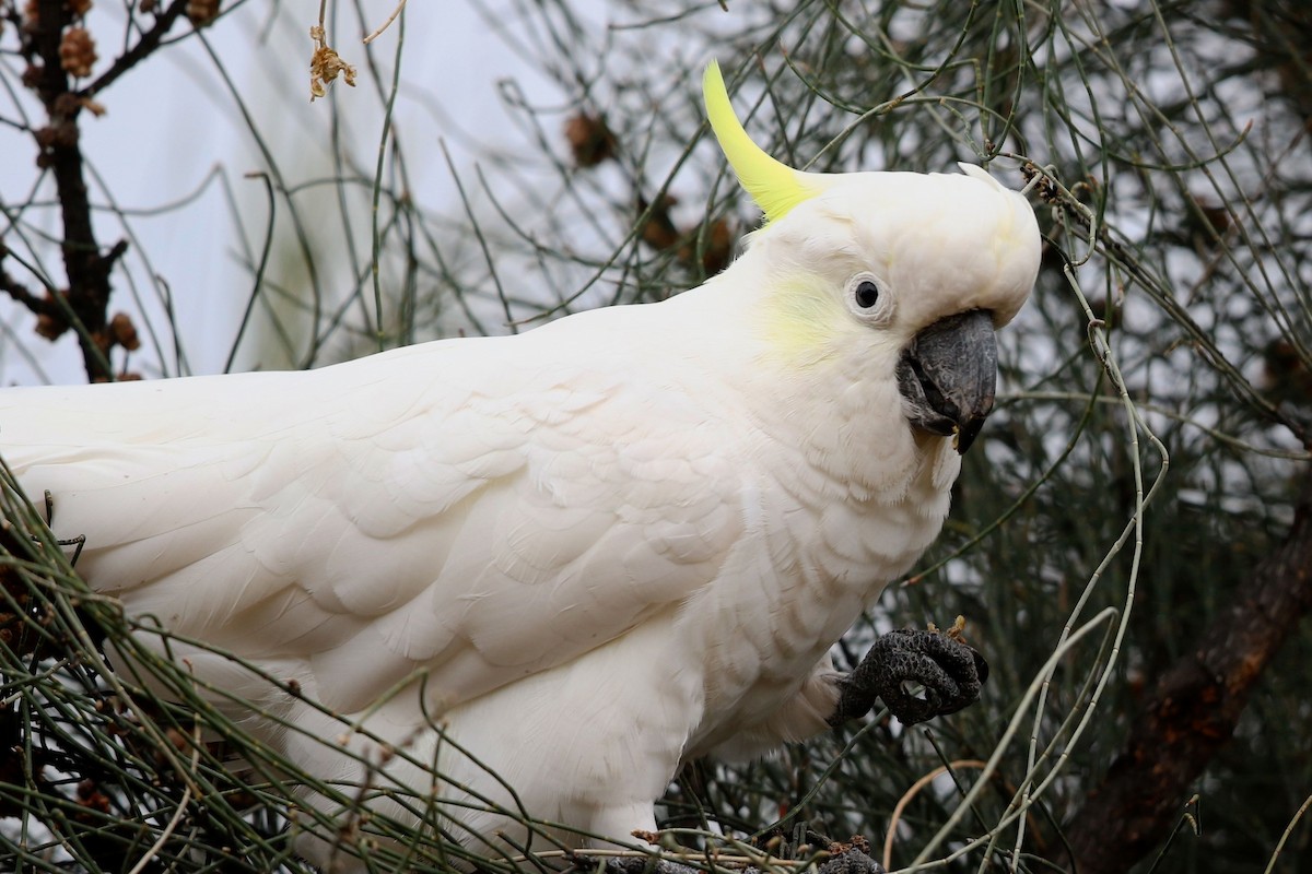 Sulphur-crested Cockatoo - ML614421364