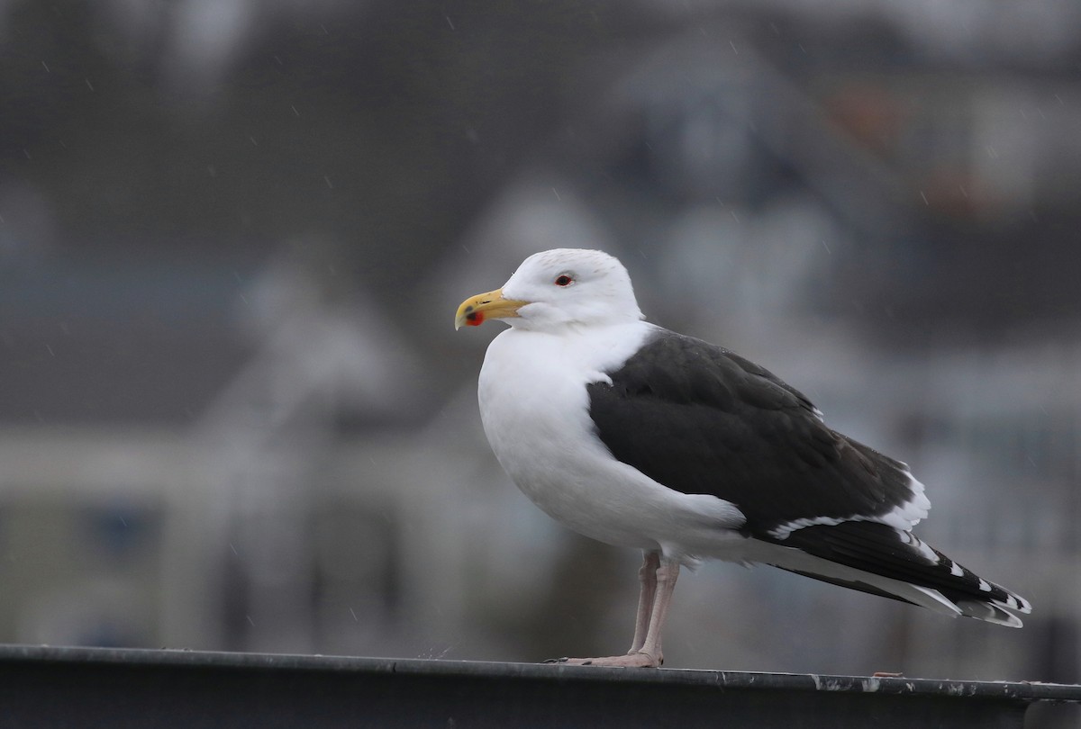 Great Black-backed Gull - ML614421428