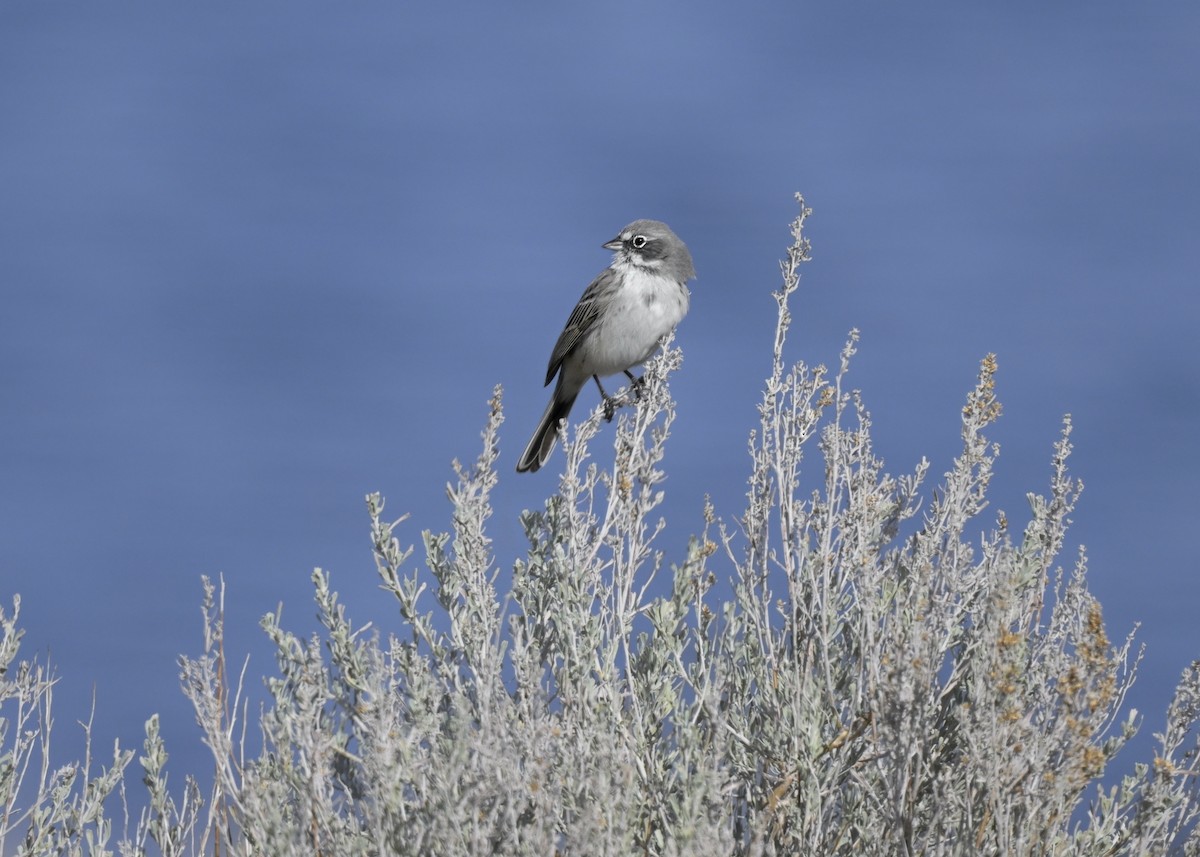 Sagebrush Sparrow - ML614421449