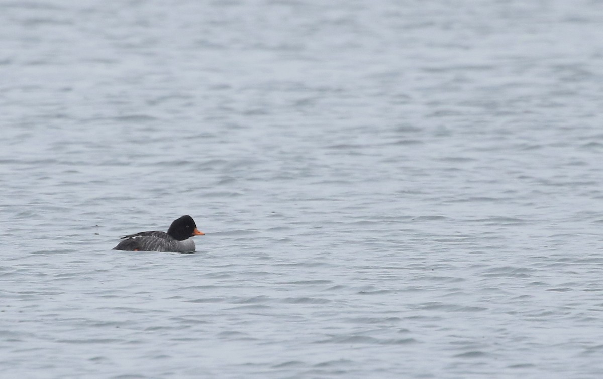 Barrow's Goldeneye - ML614421453