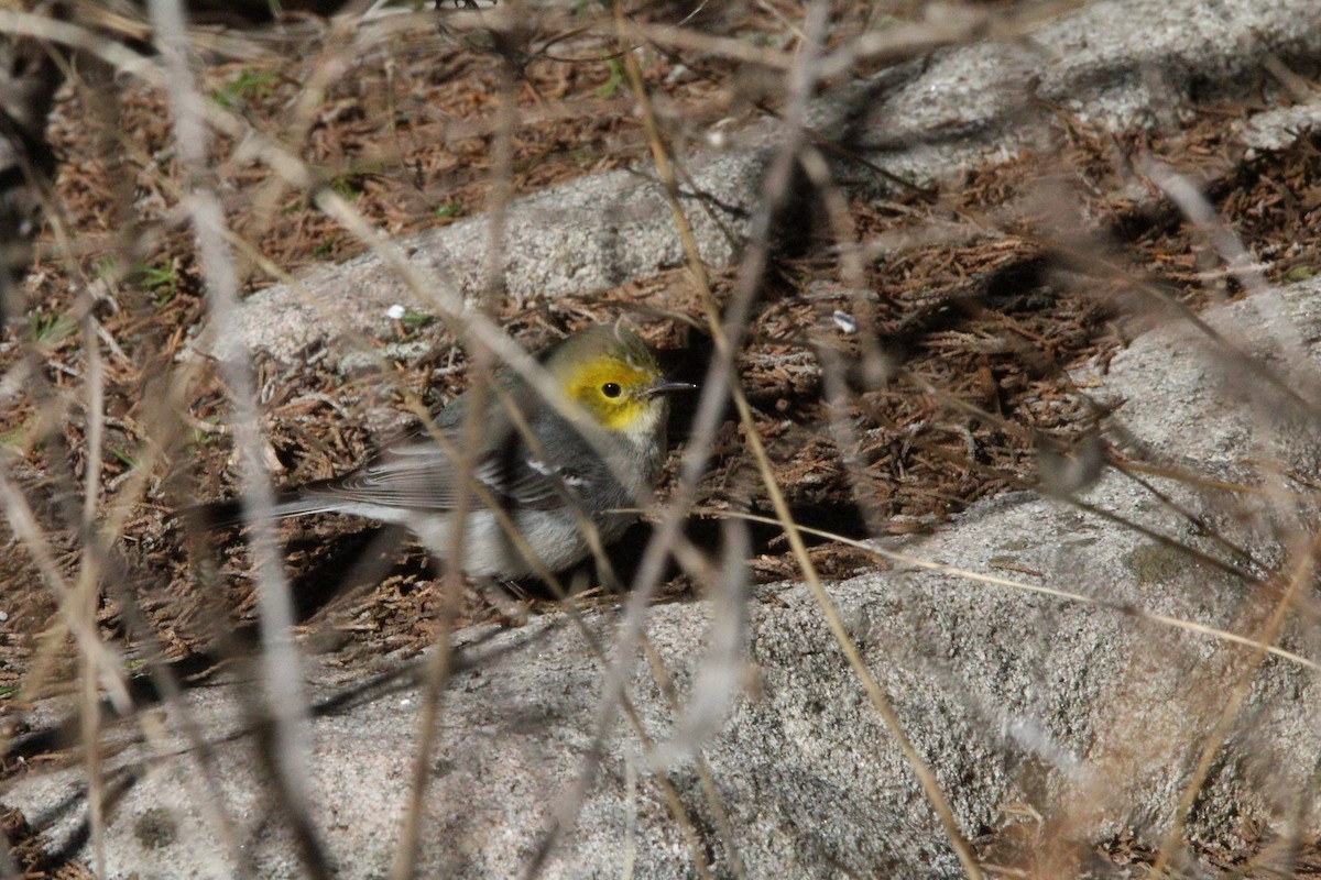 Hermit Warbler - ML614421458