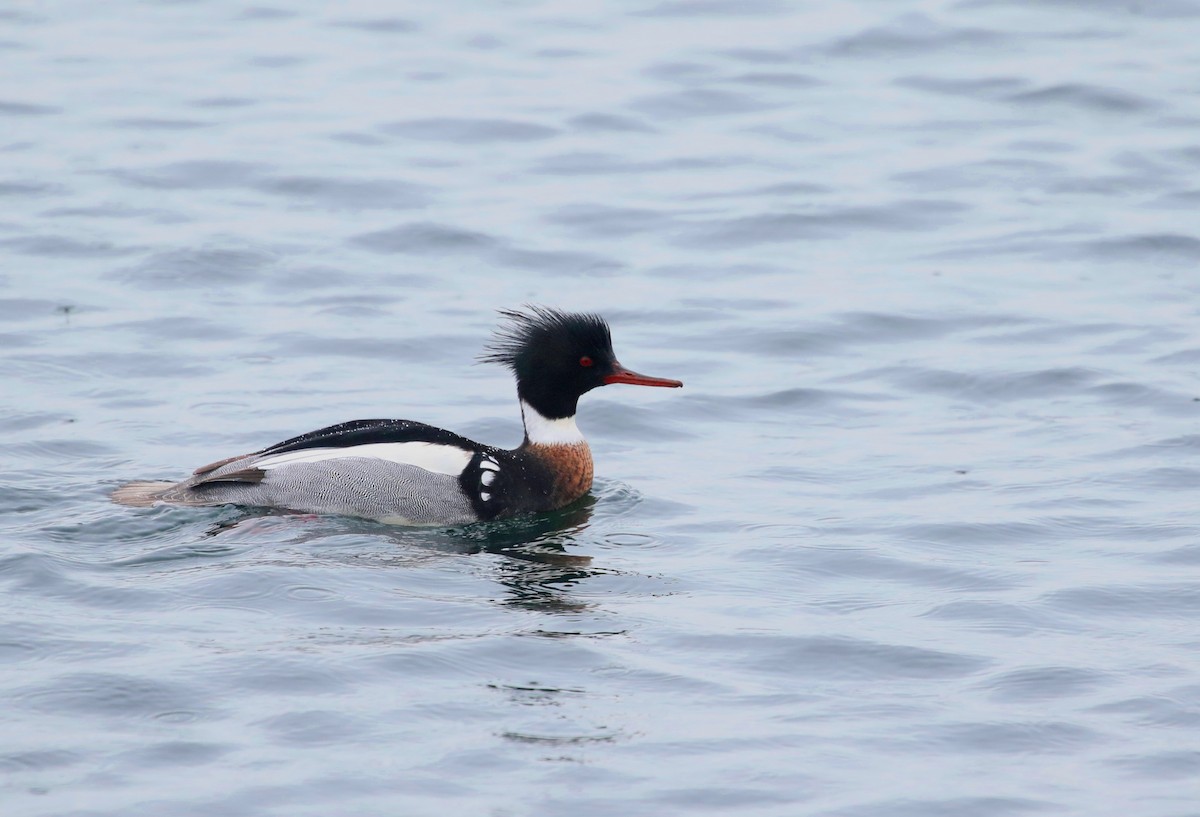 Red-breasted Merganser - Aaron Graham