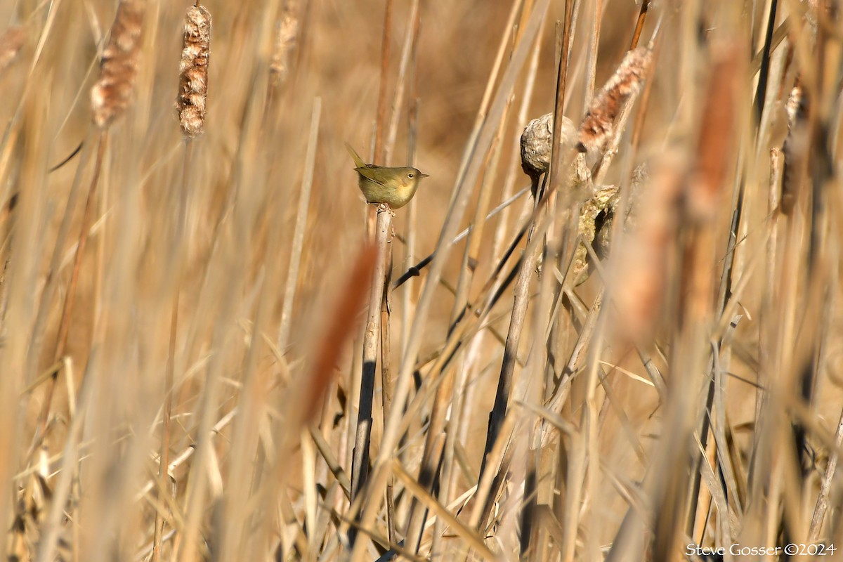 Common Yellowthroat - ML614421534