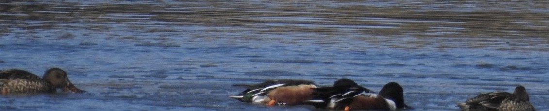 Northern Shoveler - Mohini Rawool-Sullivan