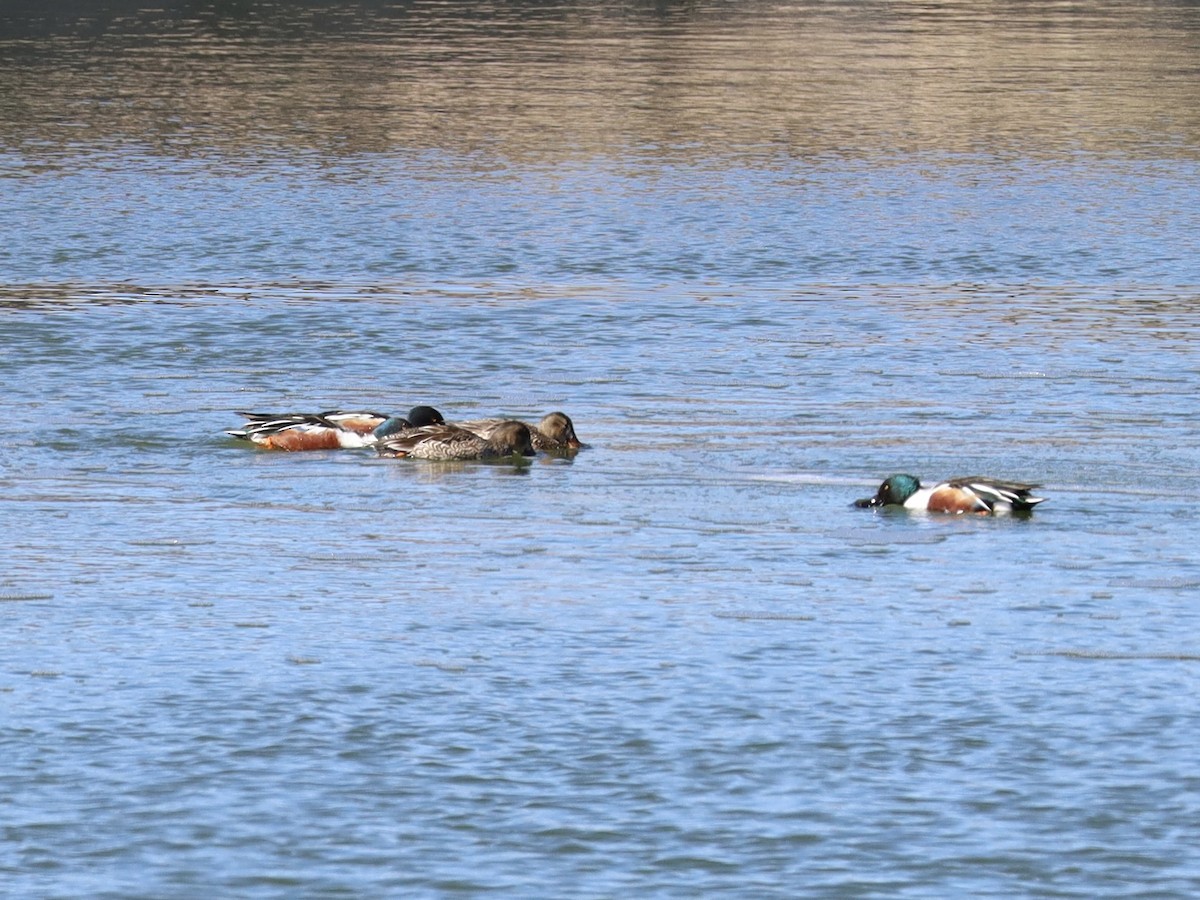 Northern Shoveler - Mohini Rawool-Sullivan