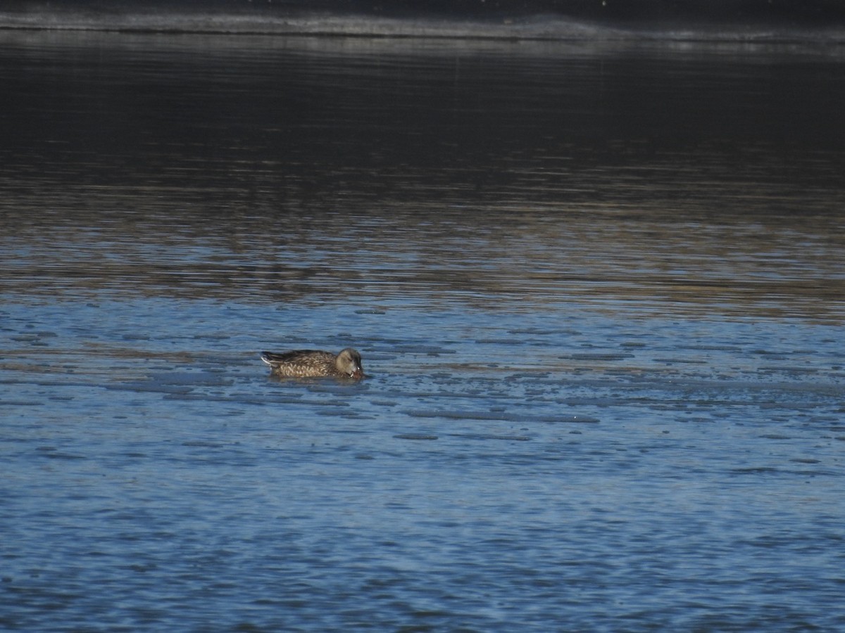 Northern Shoveler - Mohini Rawool-Sullivan