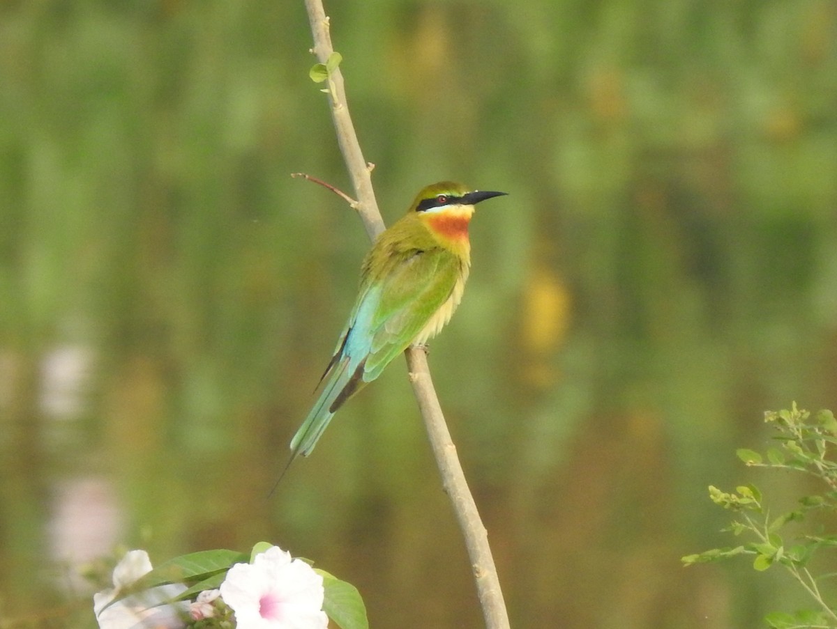 Blue-tailed Bee-eater - Angeline Mano M
