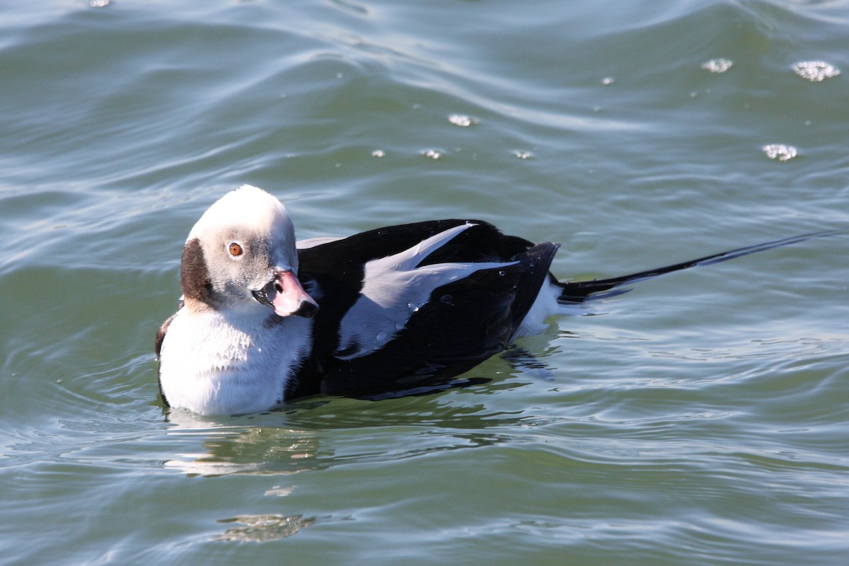 Long-tailed Duck - Andrew Markel