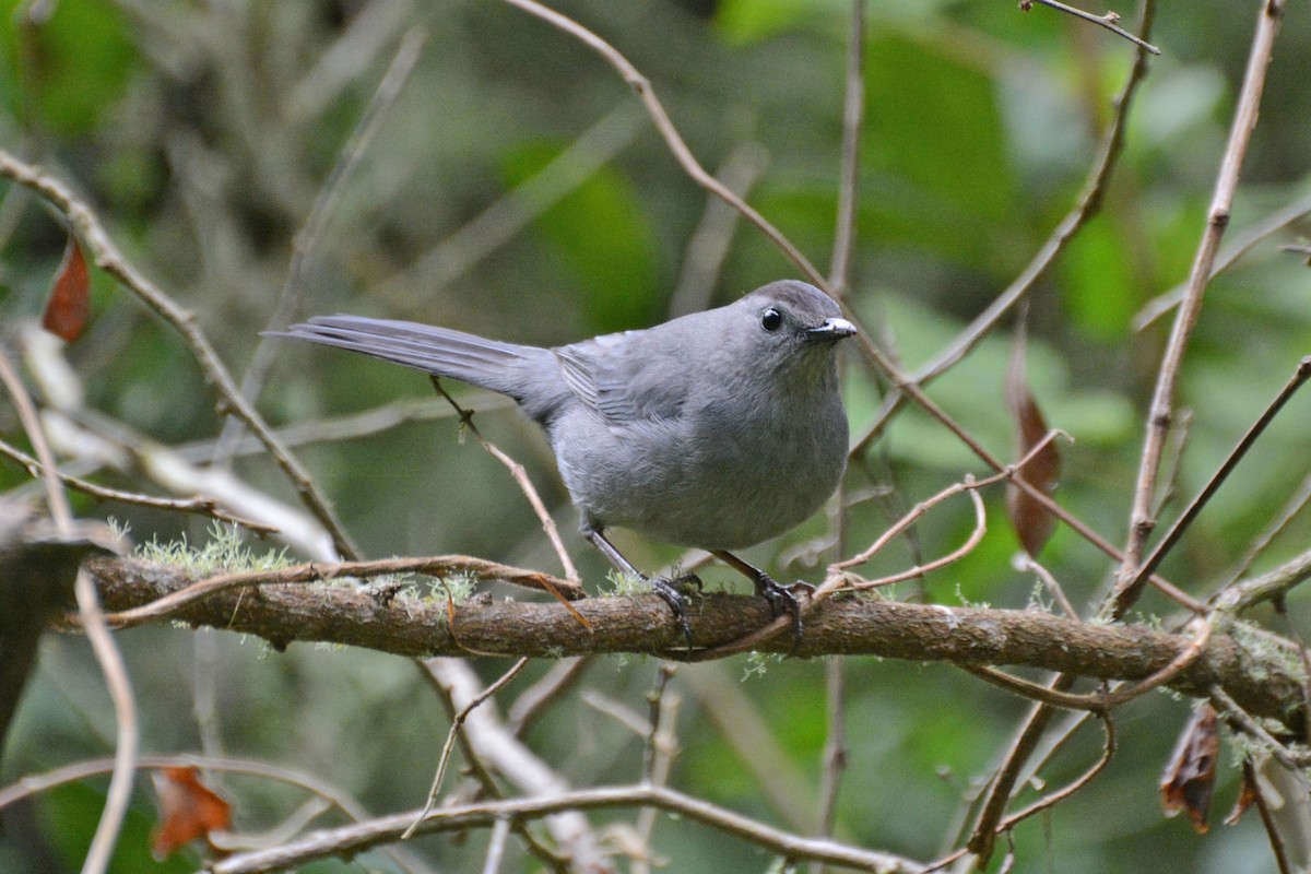 Pájaro Gato Gris - ML61442171