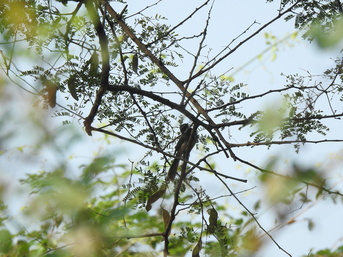 Spot-breasted Fantail - ML614421915