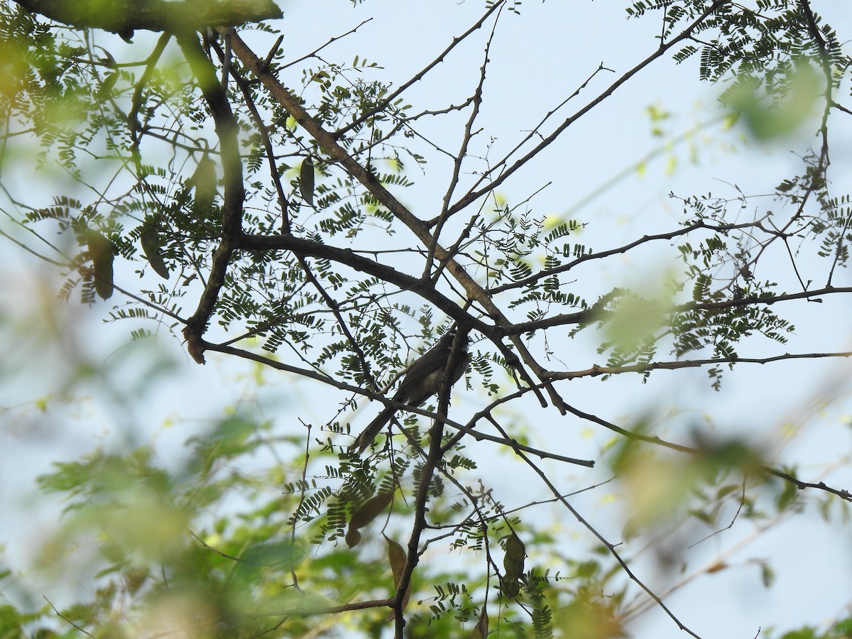 Spot-breasted Fantail - ML614421918