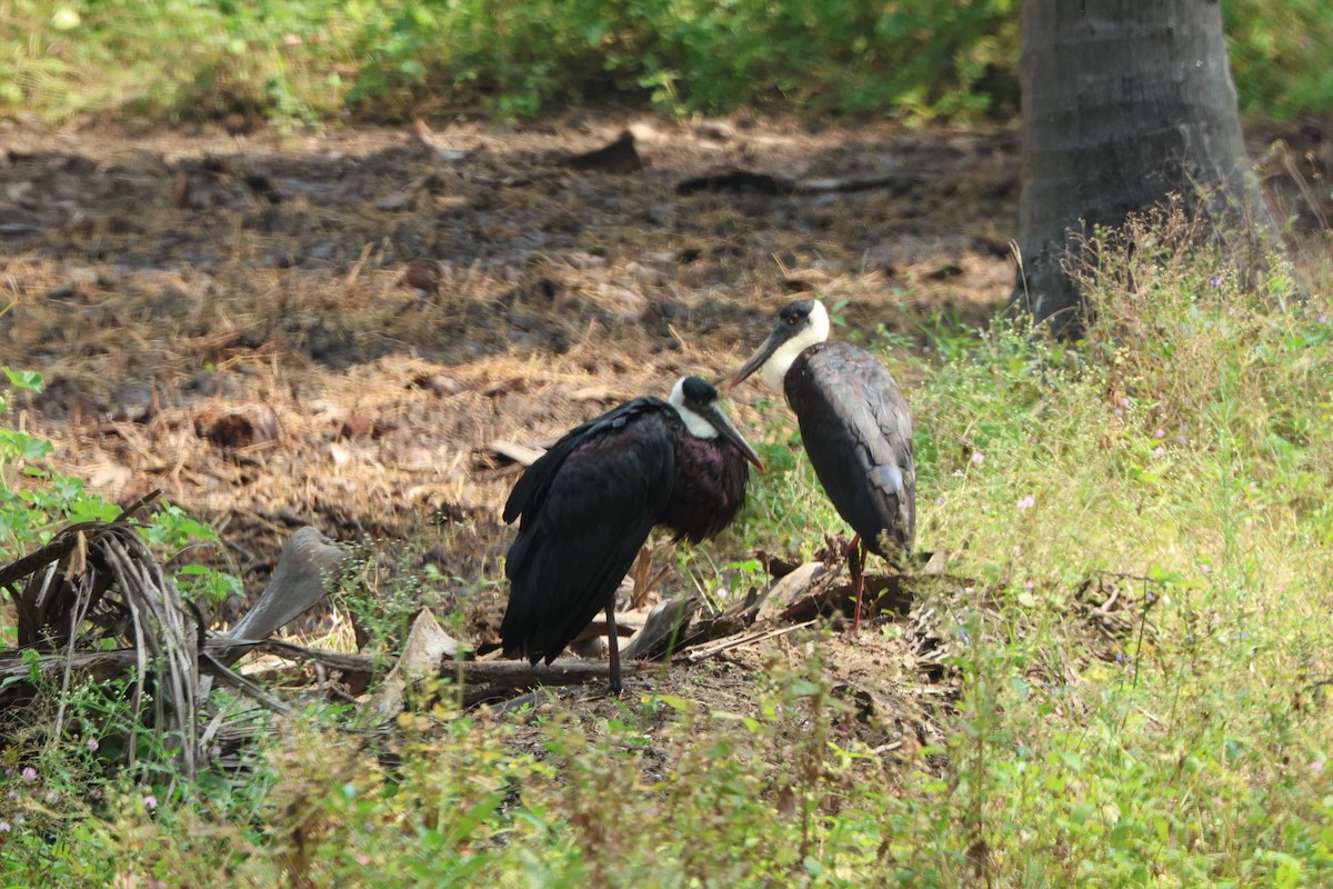 Asian Woolly-necked Stork - ML614421957