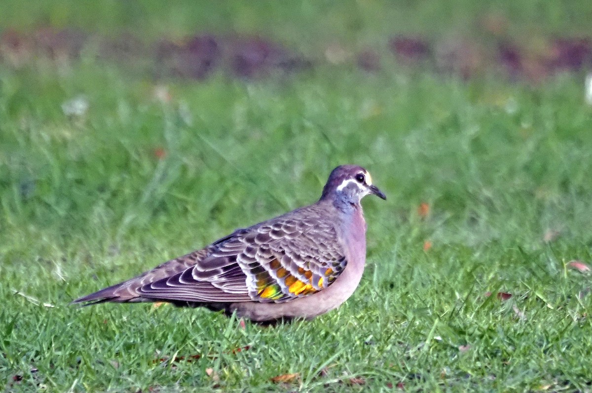 Common Bronzewing - Steve Law