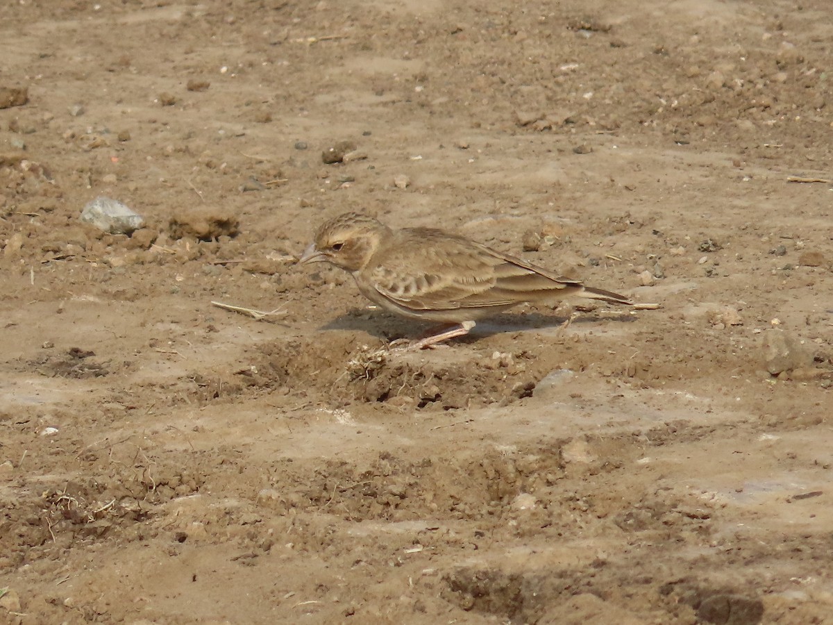 Ashy-crowned Sparrow-Lark - ML614422020