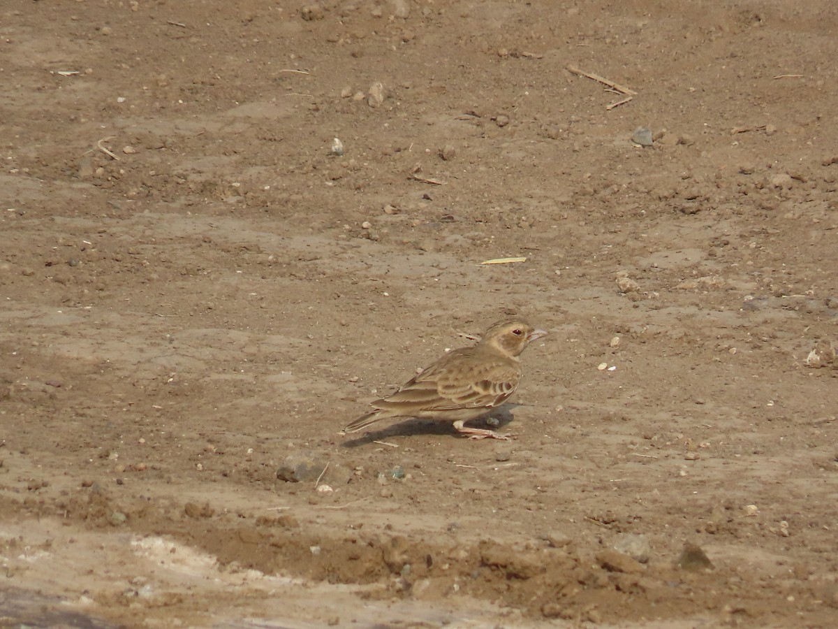 Ashy-crowned Sparrow-Lark - ML614422021