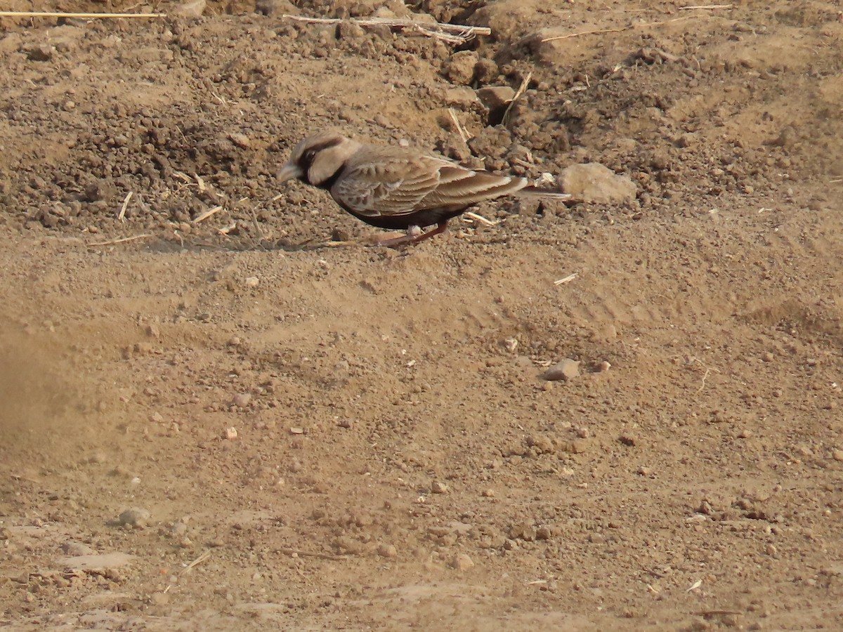 Ashy-crowned Sparrow-Lark - ML614422022