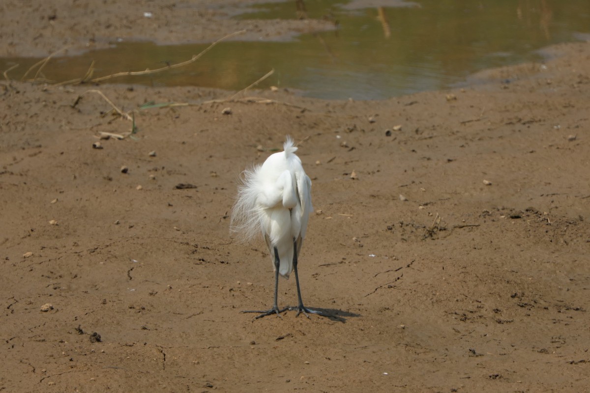 Medium Egret - Prakash G