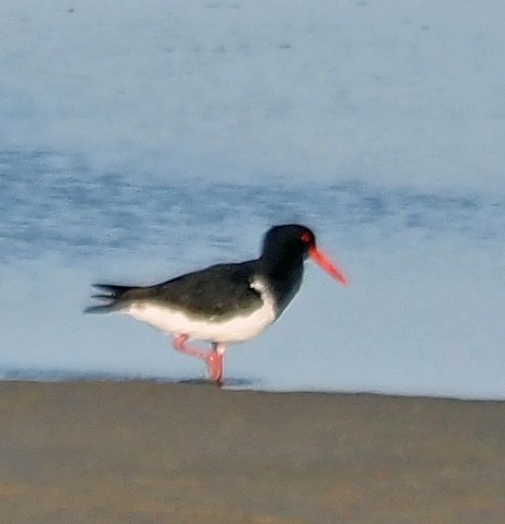 Pied Oystercatcher - Steve Law