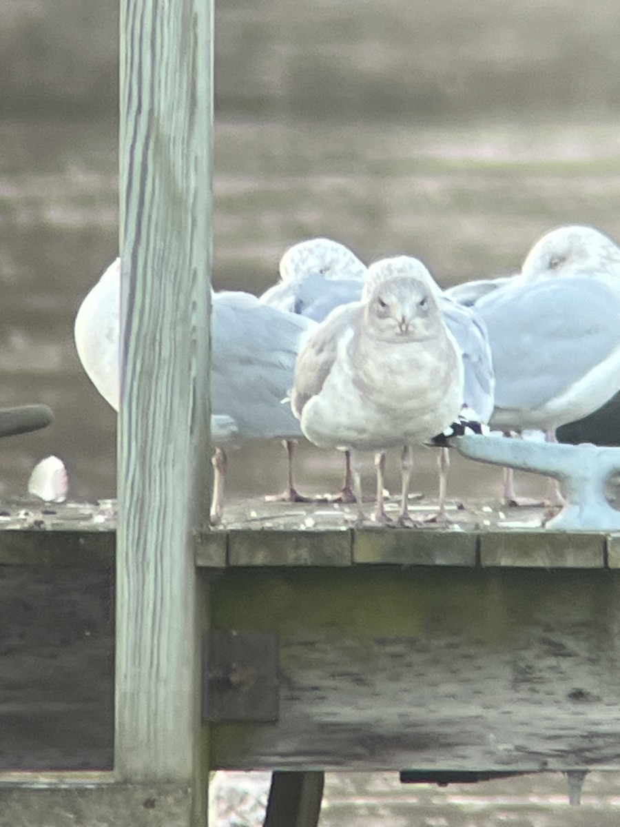 Glaucous-winged Gull - Nicholas Sly