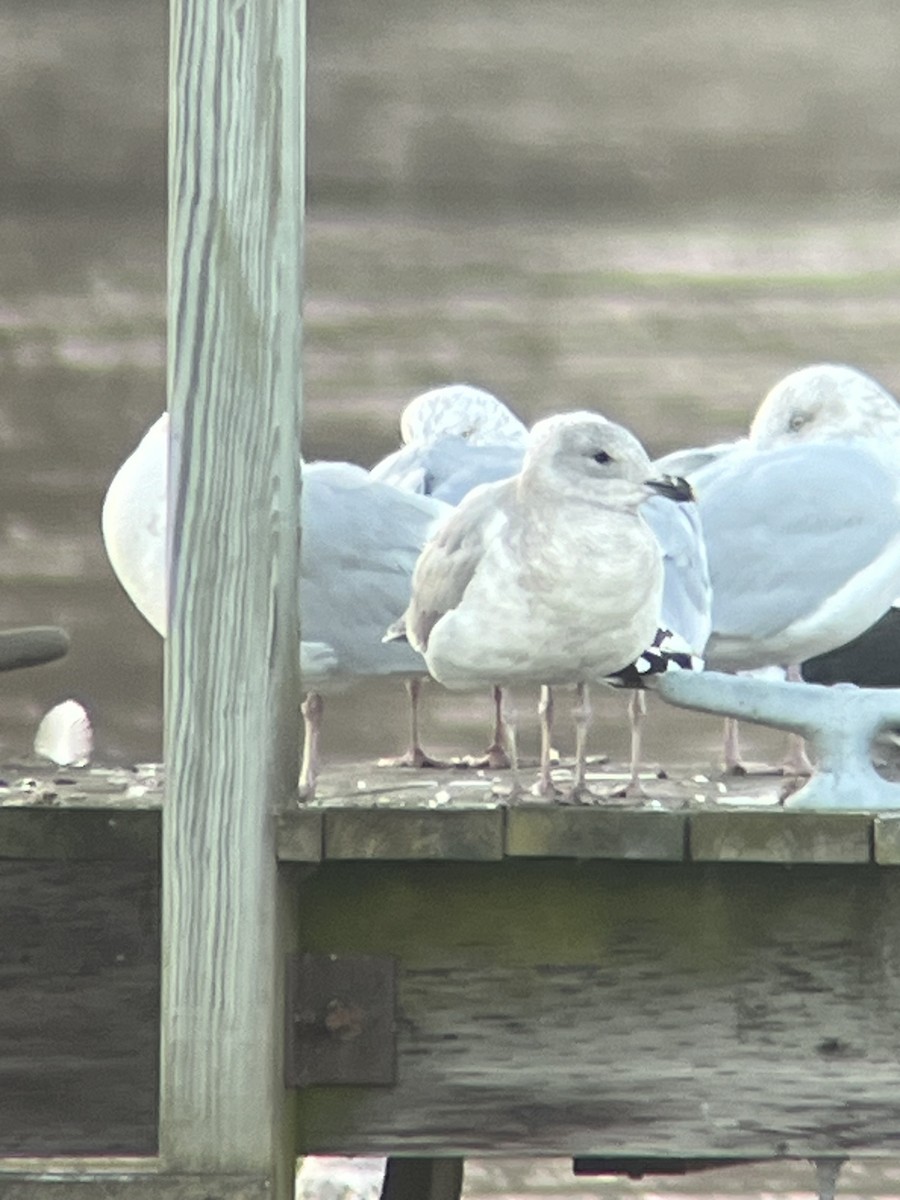 Glaucous-winged Gull - Nicholas Sly