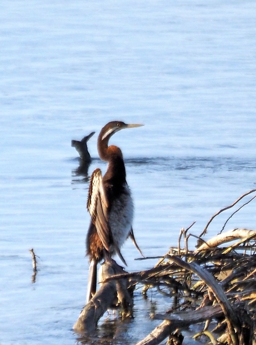 anhinga australská - ML614422094