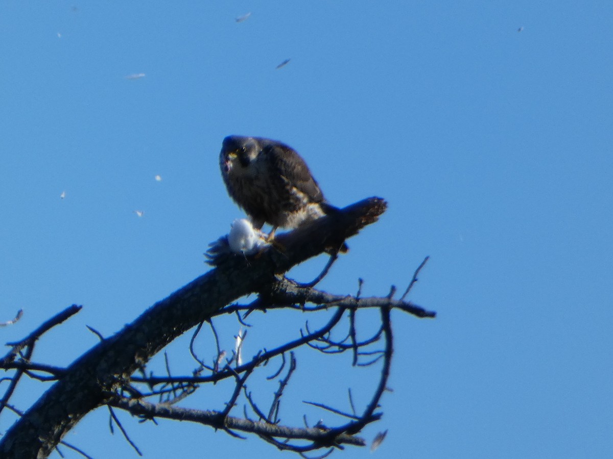 Peregrine Falcon - A S