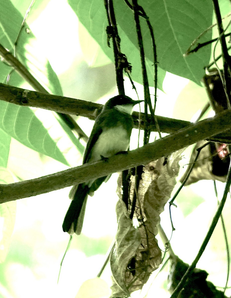 Northern Fantail - Howie Nielsen