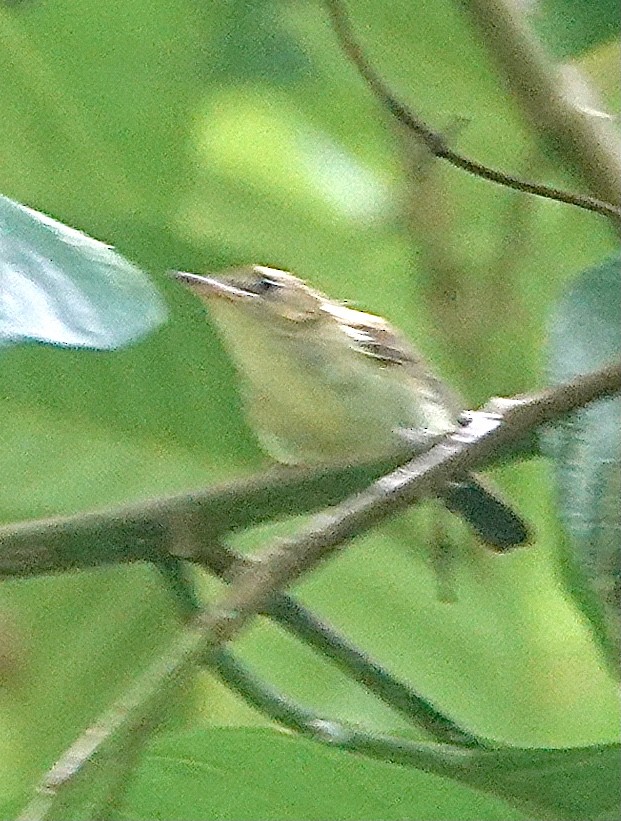 Yellow-bellied Gerygone - ML614422373