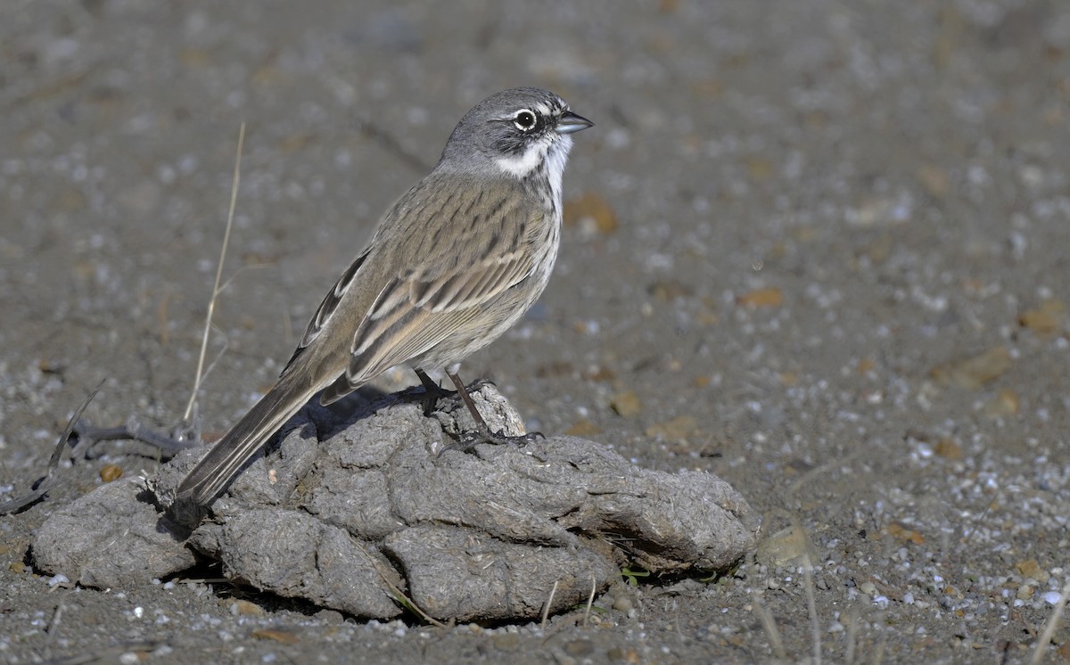 Sagebrush Sparrow - ML614422380