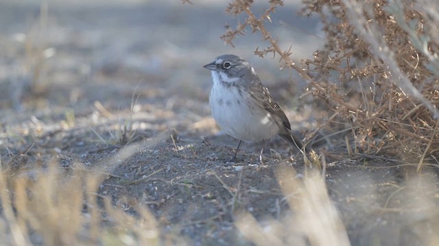 Sagebrush Sparrow - ML614422385