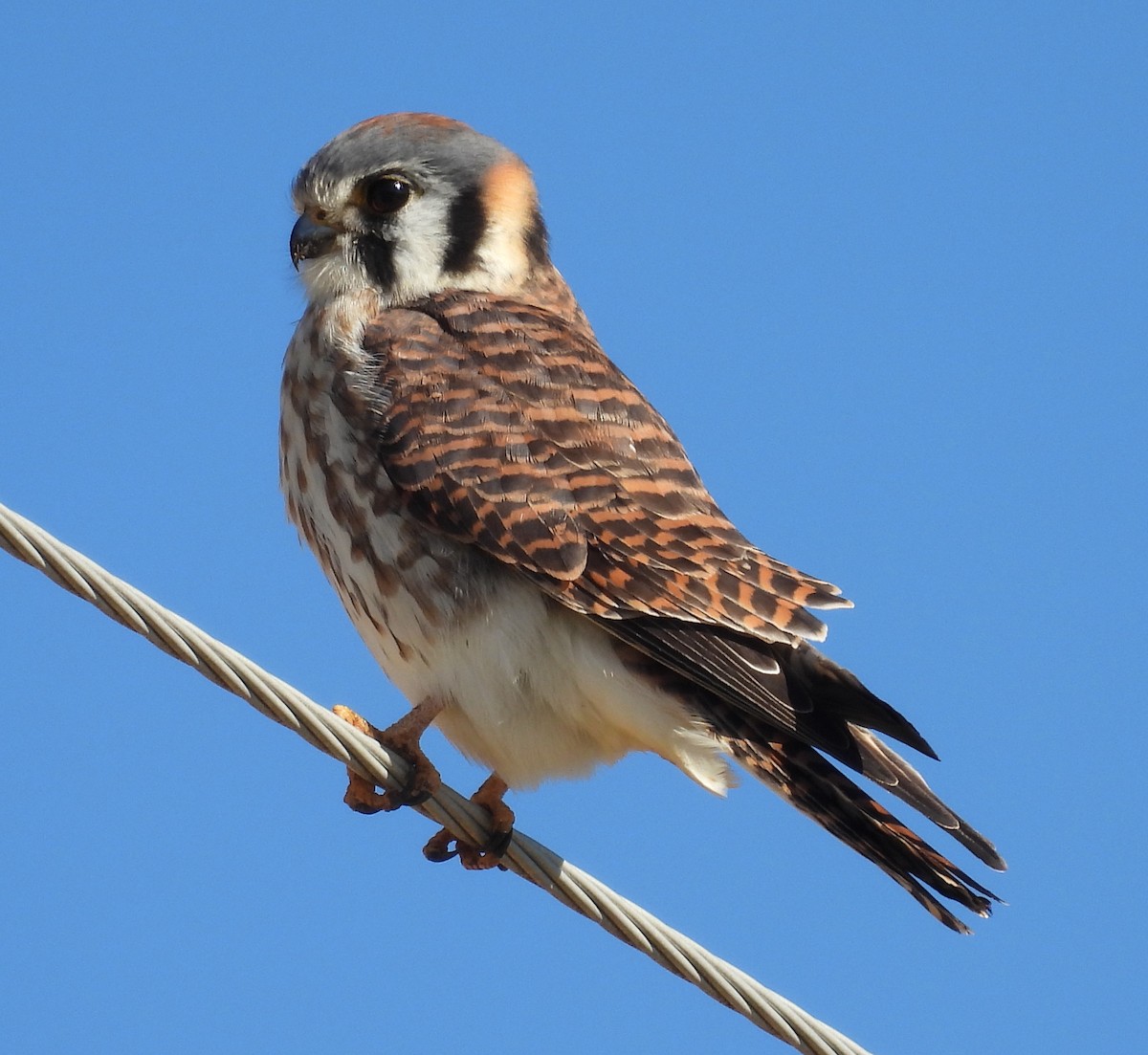 American Kestrel - ML614422411