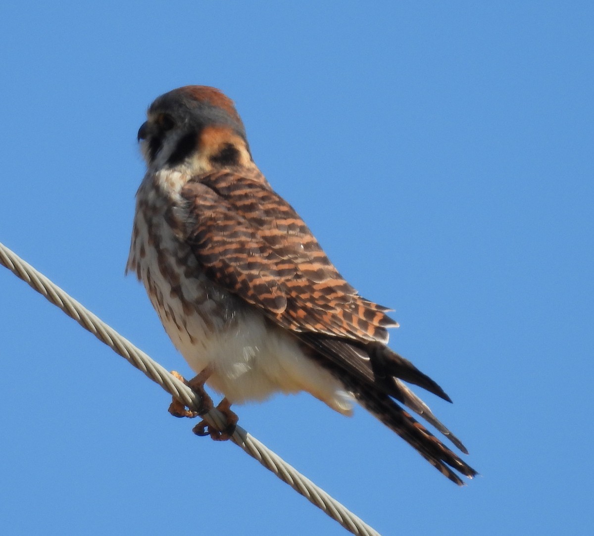 American Kestrel - ML614422412