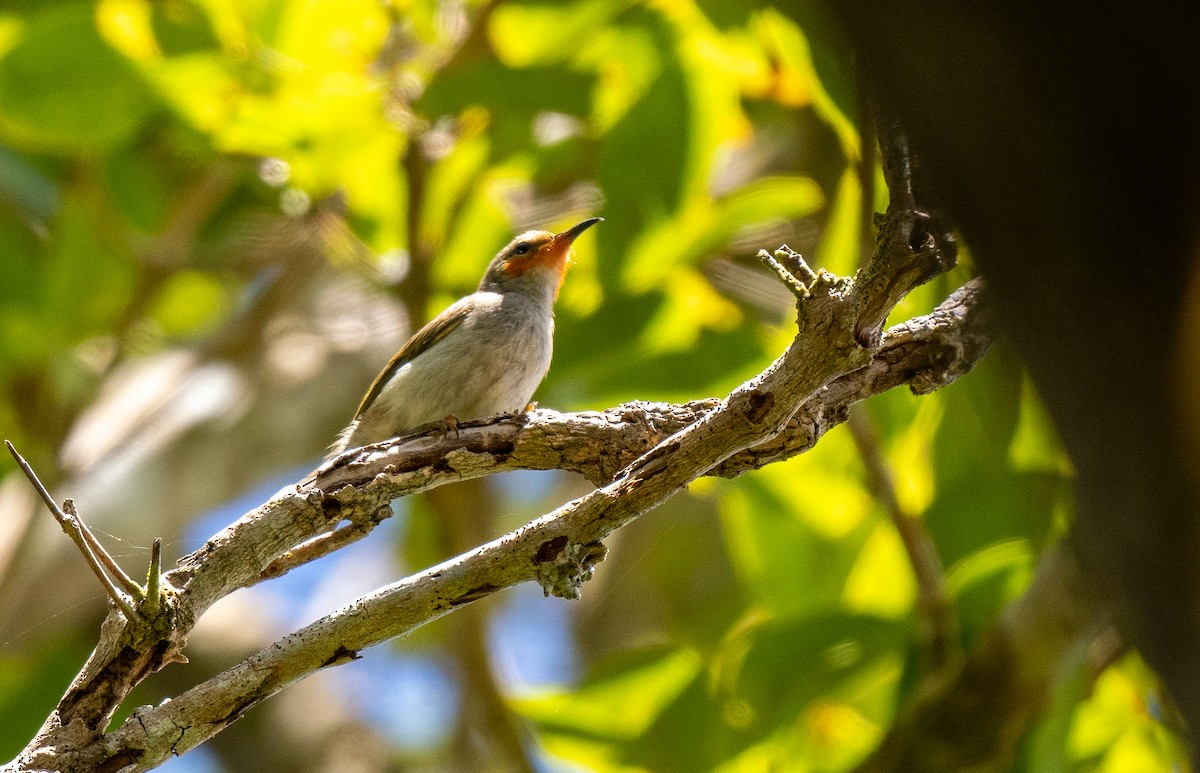 Sulawesi Myzomela - Forest Botial-Jarvis