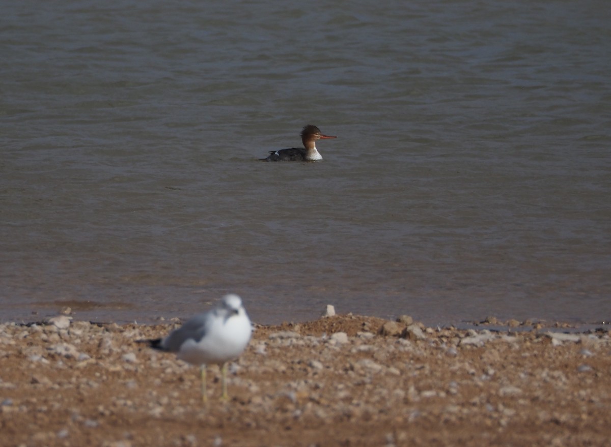 Red-breasted Merganser - ML614422528