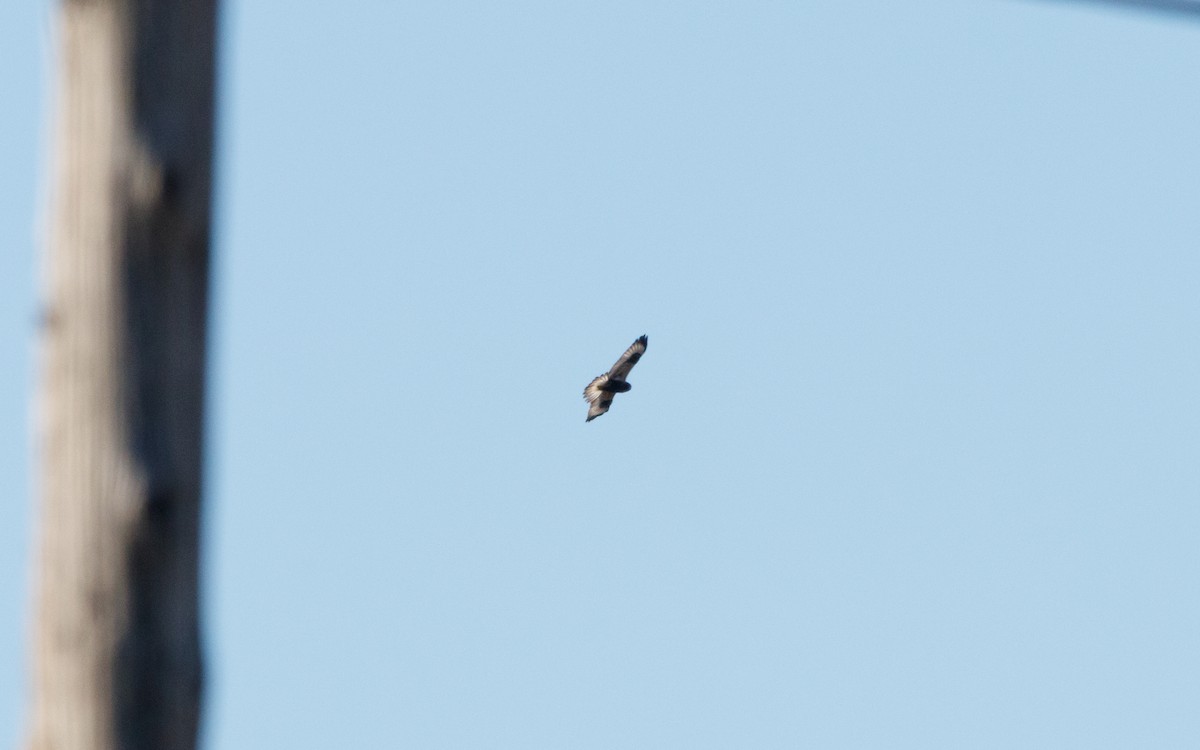 Rough-legged Hawk - ML614422581