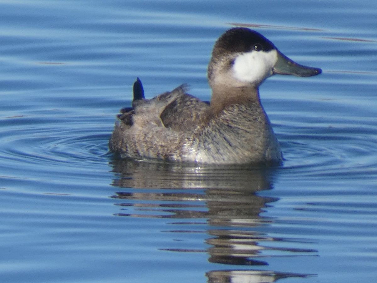 Ruddy Duck - Gerald "Jerry" Baines