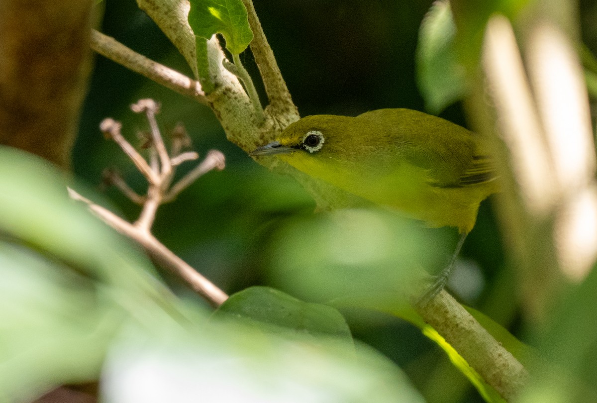 Lemon-bellied White-eye - ML614422601