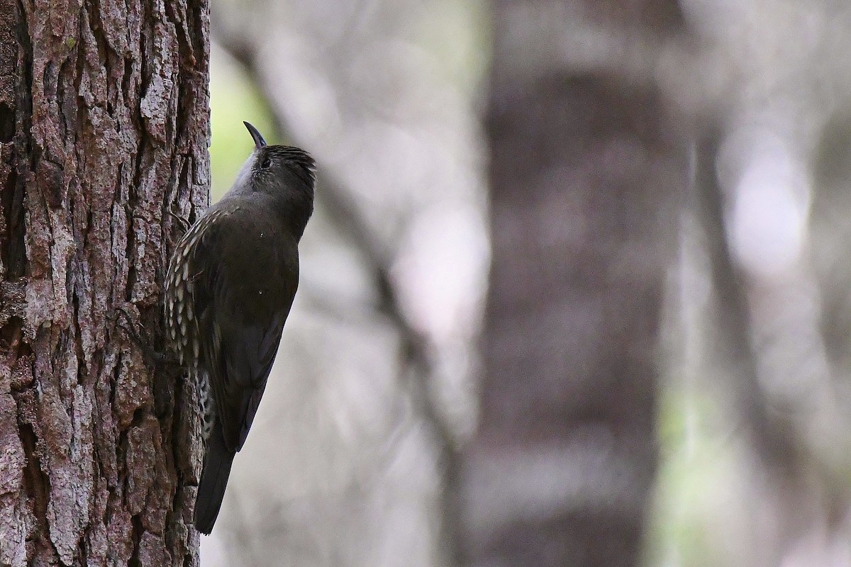 White-throated Treecreeper - ML61442261